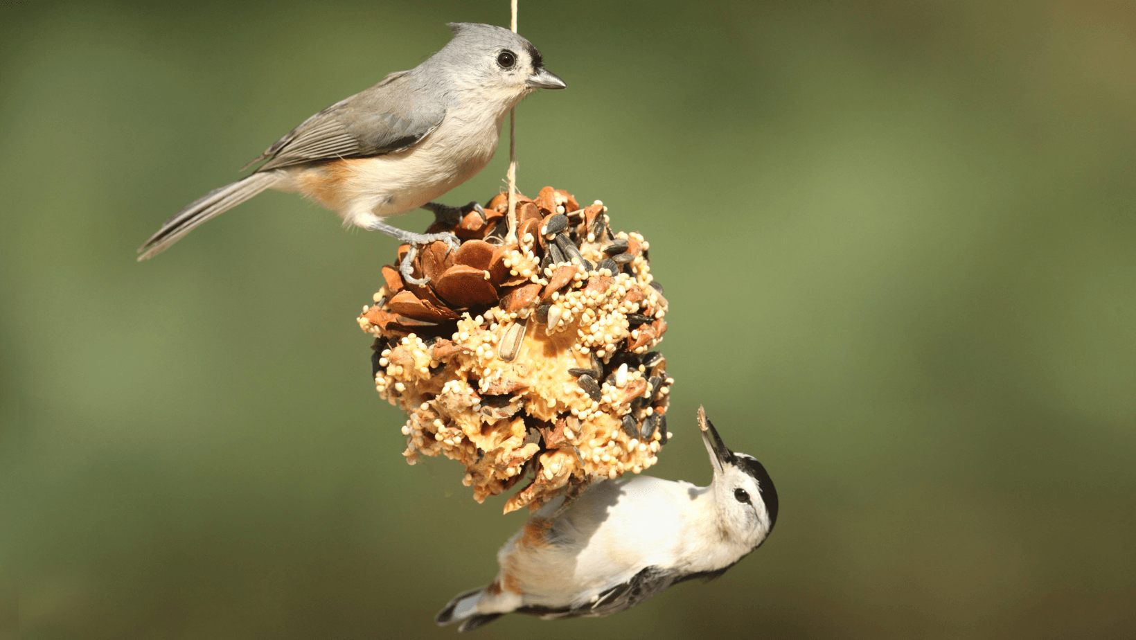 two birds eat from a pinecone bird feeder